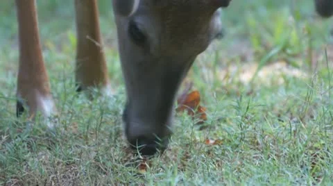 Whitetail Deer Buck Stock Footage 10610553