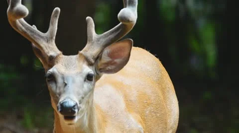 Whitetail Deer Buck Stock Footage 11239059