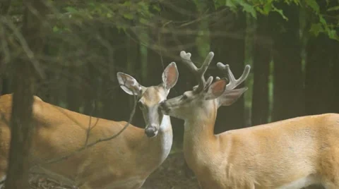 Whitetail Deer Buck Stock Footage 11375251
