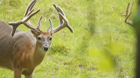 Whitetail Deer Buck Vídeos de archivo 11737180