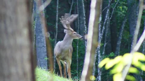 Whitetail Deer Buck Stock Footage 11744207