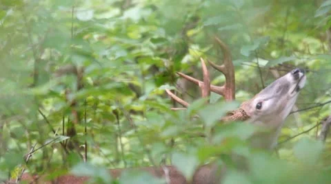 Whitetail Deer Buck Vídeo Stock 11981947