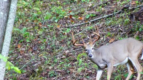 Whitetail Deer Buck 動画素材 12020488