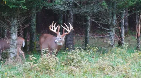 Whitetail Deer Buck Stock Footage 12258144