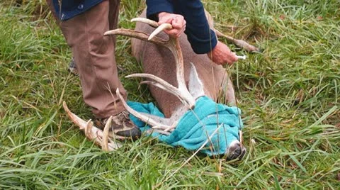 Whitetail Deer Buck Видео 12305451