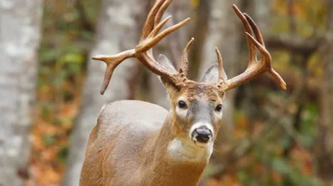Whitetail Deer Buck Stock Footage