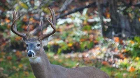 Whitetail Deer Buck Stock Footage 12365056