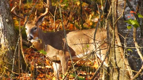 Whitetail Deer Buck Stock Footage