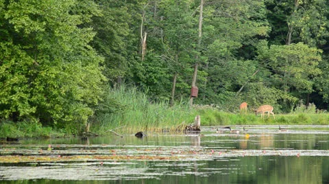 Whitetail Deer Buck Stock Footage 26570554