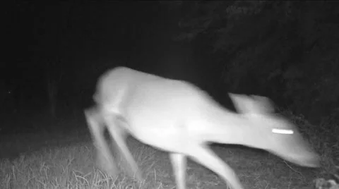 Whitetail Deer Buck Stock Footage 56189579