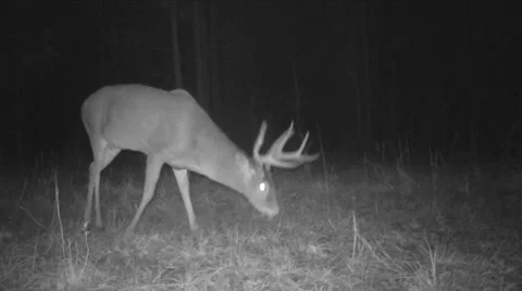 Whitetail Deer Buck Stock Footage 56874773