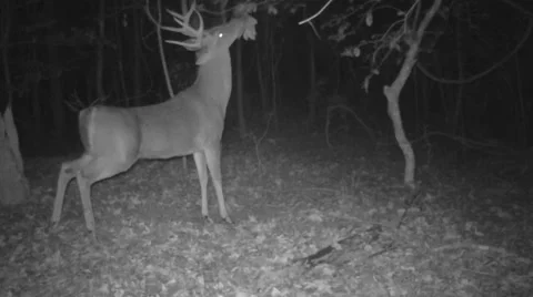 Whitetail Deer Buck Stock Footage 57327924