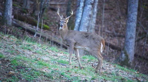 Whitetail Deer Buck Видео 58108983