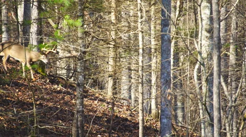 Whitetail Deer Buck Stock Footage 58111322