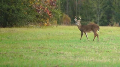 Whitetail Deer Buck 库存影片 82578013