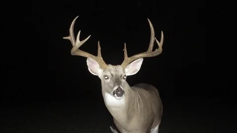 Whitetail Deer Buck Stock Footage 96616888