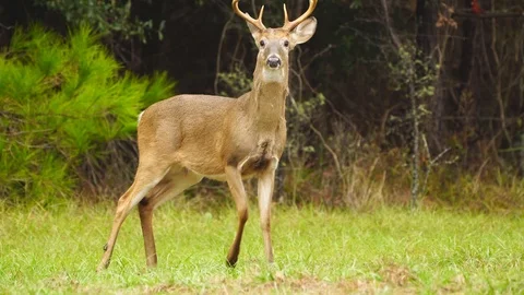 Whitetail Deer Buck Vídeo Stock 98953975