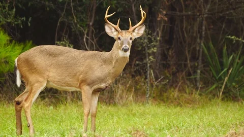 Whitetail Deer Buck Stock Footage