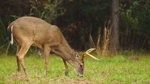 Whitetail Deer Buck Видео 98958076