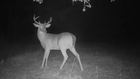 Whitetail Deer Buck Stock Footage 168586444