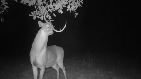 Whitetail Deer Buck 動画素材 168625979
