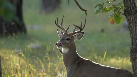 Whitetail Deer Buck Stock Footage 252231647