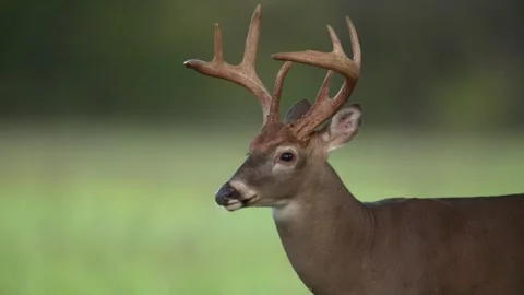 Whitetail Deer Buck Stock Footage 253135356