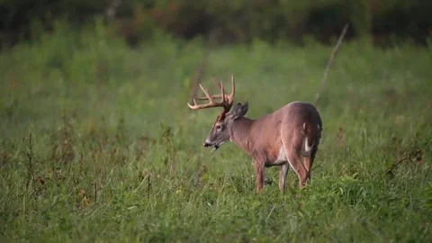 Whitetail Deer Buck Stock Footage 253759473