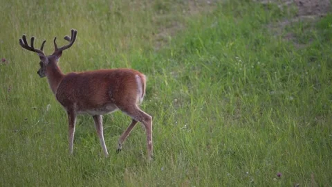 Whitetail Deer Buck Stock Footage 279432870
