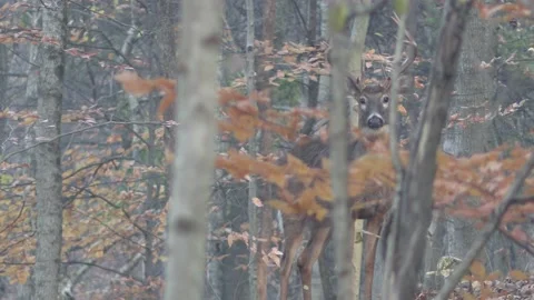 Whitetail deer buck looking at camera through the trees Stock Footage 149636185