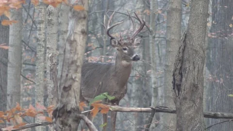 Whitetail deer buck looking at camera as it walks through the trees Stock Footage 149636345
