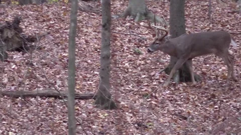 Whitetail deer buck monster 12 checking scrapes Stock Footage 59127926