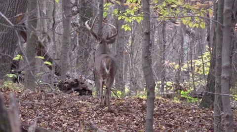Whitetail deer buck monster 12 majestically walks away Stock Footage 59128020