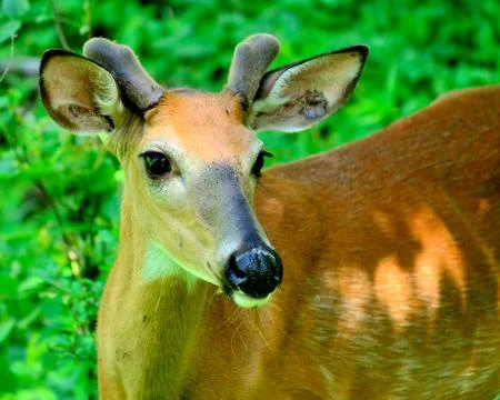 Whitetail deer buck Stock Photos