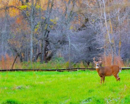 Whitetail deer buck Stock Photos