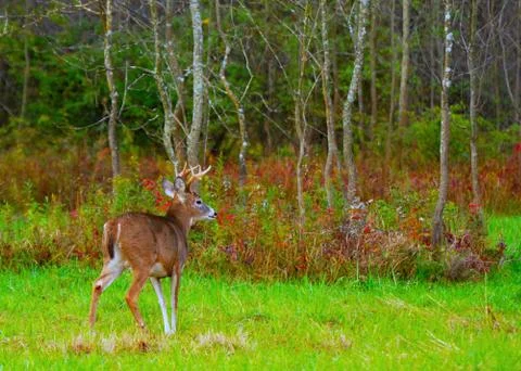 Whitetail deer buck Stock Photos