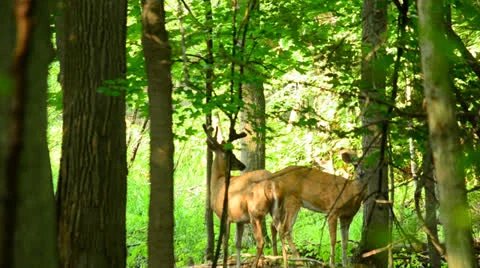 Whitetail Deer Bucks Stock Footage 24948298