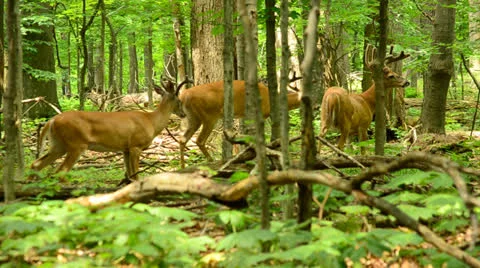 Whitetail Deer Bucks Stock Footage 25270698