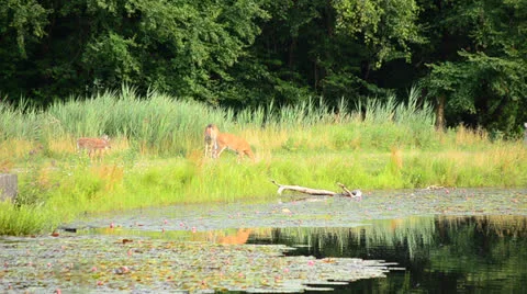 Whitetail Deer Bucks Stock Footage 26570371