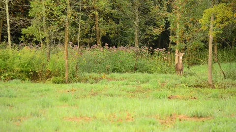 Whitetail Deer Bucks Stock Footage 29673965