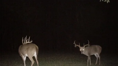 Whitetail Deer Bucks Stock Footage 96616546