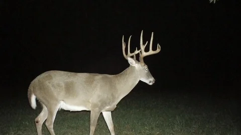 Whitetail Deer Bucks Stock Footage 97931163