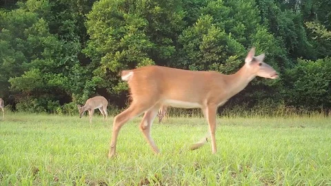 Whitetail Deer Bucks Stock Footage 113102865