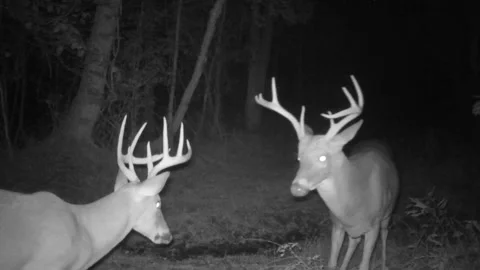 Whitetail Deer Bucks Stock Footage 168637623