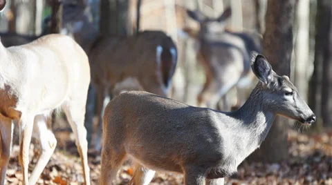 Whitetail Deer Button Buck Видео 33623017