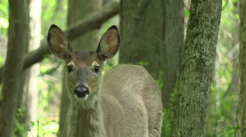 Whitetail deer button buck in forest Stock Footage 62925339