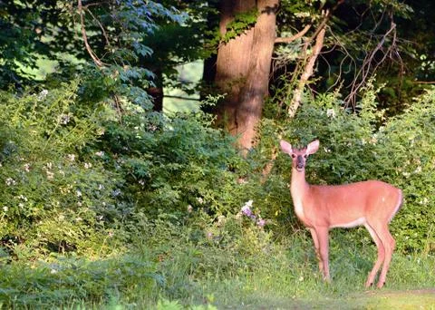 Whitetail deer button buck Stock Photos