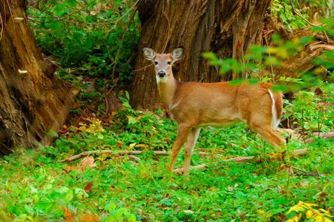 Whitetail deer button buck Stock Photos