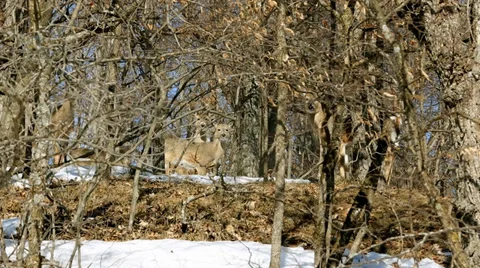 WHITETAIL DEER CAMO Stock Footage 36592750