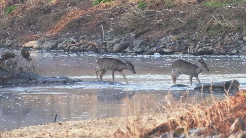 Whitetail Deer Cautiously Crossing Stream Stock Footage 265484481